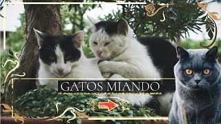 GATOS MIANDO 10 HORAS