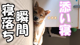 【豆柴の寝落ち】寝落ちの瞬間にキュン！かわい過ぎる豆柴子犬に悶絶｜VLOG【添い寝】