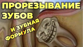 Прорезывание зубов и зубная формула #ПроСМП