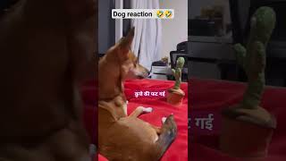 Dog Reaction FUNNY talking cactus 🌵🌵||Dog vs dancing cactus