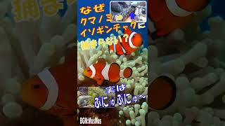 なにこのぷにゅぷにゅ？　肉球と勝負？　そして、つるつる？　ベタベタ？　ベタベタなら、なぜクマノミはイソギンチャクにくっつかない？　#shorts  #セブ #イソギンチャク #肉球