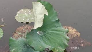 雨中感受西湖十大景点之一曲院风荷