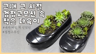 추억의 검정고무신 소환! 바위솔 밭으로 가볼까요~