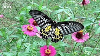 ผีเสื้อถุงทองธรรมดา (Golden Birdwing)ตอมดอกบานชื่น (Zinnia violacea)