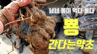 천연 정력제 적하수오 이렇게 먹으면 참 좋습니다.