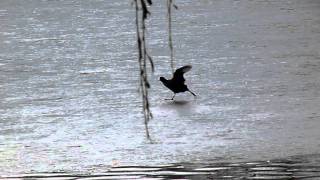 American Coot walking on ice