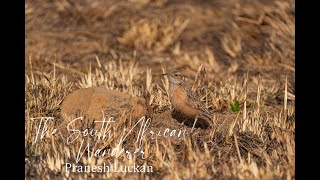 Having a lark in Wakkerstroom - The small town that is big on birding!