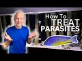 Treat and Prevent PARASITES in YOUR AQUARIUM