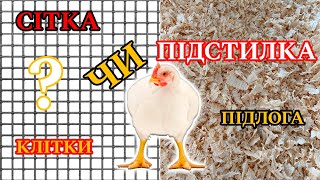 Бройлери: клітки чи підстилка? Оптимальний спосіб вирощування - на сітці чи на підлозі?