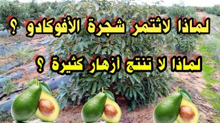 زراعة الأفوكادو لماذا لاثتمر شجرة الأفوكادو ؟ ضعف إنتاج ؟ ضعف نمو ؟