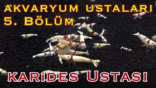 Akvaryum Ustaları 5. Bölüm Karides Ustası (Pet Pazarım)