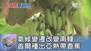 氣候變遷改變南韓 首爾種出亞熱帶香蕉｜FOCUS午間新聞 20240820 @TVBSNEWS01