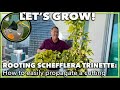 PROPAGATING A SCHEFFLERA: How to root a schefflera trinette umbrella plant from a cutting