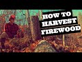 How To HARVEST FIREWOOD