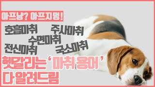 동물병원 수의사가 알려주는 강아지 고양이 헷갈리는 마취의 모든 것!