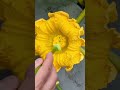 giant pumpkin pollination gardening asmr vegetables plants