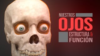 Cómo funciona el ojo humano (Animación)