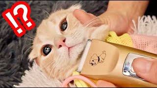 猫ニキビ再発でアゴの毛をバリカンで全剃り！？【マンチカン】