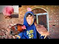 Meri Murgi Ne Bacha Diya 🐓🐓 | Dawood Sabir Vlogs