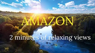 Amazon Wildlife - Animals in The Jungle Home | Amazon Rainforest | Relaxation Film