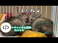 無限ににゃんこを吸い込む魔法のクッション【保護猫】