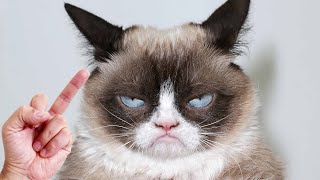 Cats Really Hate Middle Finger - Funny and Angry Reaction Compilation | Pets Theater