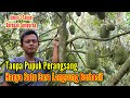 Durian Bawor || Cara Dan Ilmu Baru Membuahkan Durian Umur 3 Tahun || pak EDI Desa Kesawen Pituruh