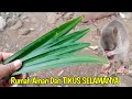 Ternyata Cuma Pakai Daun Ini,RUMAH AMAN DARI TIKUS SELAMANYA