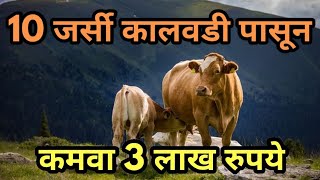 जर्सी गाईच्या दहा कालवडी पासून एका वर्षात कमवा 3,00,000 रुपये नफा , व्हिडीयो नक्की पहा