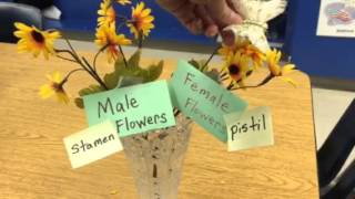 Learning Pollination for Kids