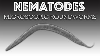 57 Billion Nematodes for every Human?! - Let’s learn about roundworms!