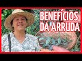 BENEFÍCIOS DA ARRUDA - cura natural