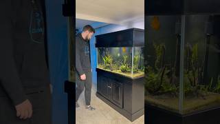 Preventing Aquarium Algae Buildup