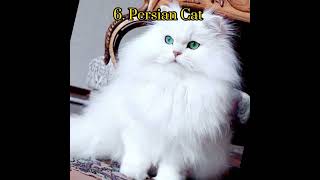 Top 10 most beautiful cats in the world