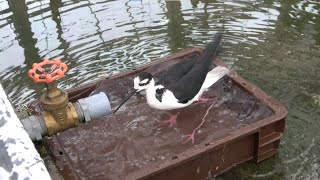 【4K】Blsck-necked Stilt bathing in the water \u0026 Glossy Ibis / 水浴びするクロエリセイタカシギとブロンズトキ　掛川花鳥園