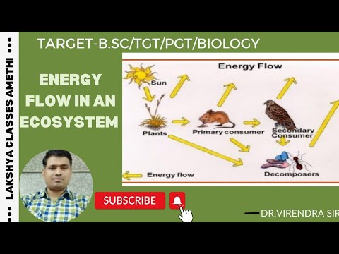 Energy Flow In An Ecosystem | Ecology | For B.Sc 6Sem/M.Sc 3Sem/TGT/PGT ...