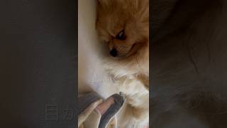 寝起きで目が怖いポメラニアン #dog #pomeranian #shorts