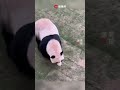 called by the dialect a man called panda in sichuan dialect in qatar and panda walked over