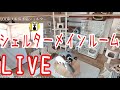 QOL南大阪保護猫シェルターのライブ配信　QOL Cat Shelter in Osaka Japan  LIVE