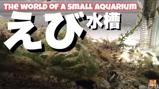 えび水槽　日本淡水魚　ヌマエビ　スジエビ　テナガエビ