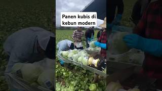 Begini panen kubis di luar negeri #quotes #katabijak #farming  #garden  #cutebaby #funny #food #cute