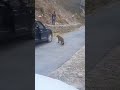 crazy leopards attack in public wildlife viral tiktok animals ＃ヒョウ＃ショーツ＃野生動物＃ウイルス性＃ティックトック＃動物