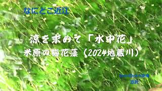 【NaniDoko淡海】2024涼を求めて居醒の清水《彩の淡海》