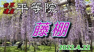 【宇治 平等院2022：藤棚】桜の次はこれ！「初夏の訪れ」告げる藤が満開・・