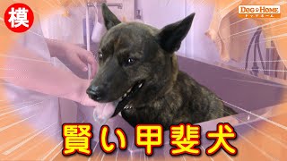 和犬のシャンプーは難しい？コミュニケーションをしっかりとって日本犬も洗います　【甲斐犬のこまちゃんのシャンプー編】　୨୧∵トリミング サロン DOG HOME ドッグホーム∵୨୧