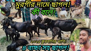 ২০২৫ কুরবানির খাশি,,বাচ্চা সহ ছাগল,,মাংসের খাশি,, দেশি ছাগল সব এক ভিডিও তে! আমরাইদ হাট,গাজীপুর||
