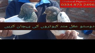 Dosto akal mand kabootar | ki phahchan kara| teddy golden pigeon | chakwal pigeon care |