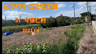 ヒマワリ・コスモス畑　in　今帰仁村今泊　2023 1 8