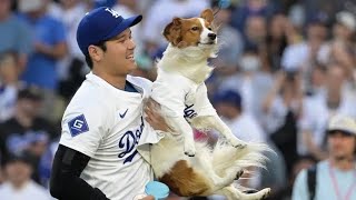 大谷翔平とデコピン御用達レストラン経営の日本人シェフ、ロス山火事で消防団員へ弁当を支給