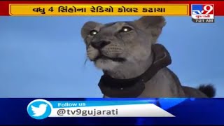 Amreli: 4 more lions freed of radio collars in Dhari division | TV9News